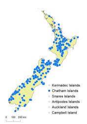 Blechnum deltoides distribution map based on databased records at AK, CHR & WELT.
 Image: K.Boardman © Landcare Research 2020 CC BY 4.0